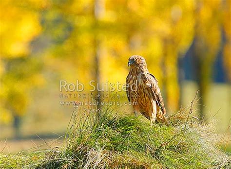 Native Australian harrier hawk (Circus approxmans), Swamp Harrier, Kahu bird, New Zealand (NZ ...