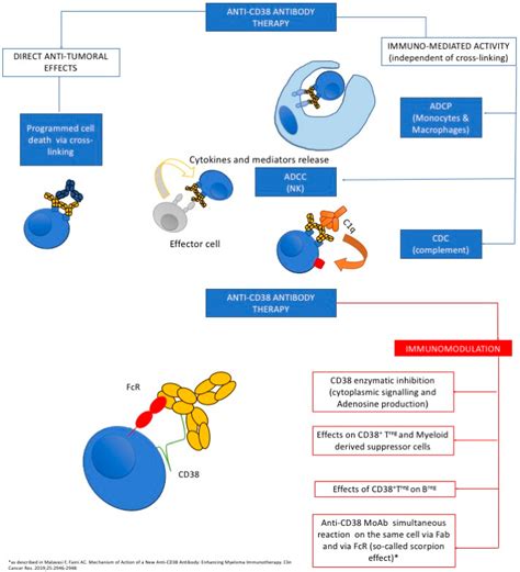 IJMS | Free Full-Text | CD38 and Anti-CD38 Monoclonal Antibodies in AL Amyloidosis: Targeting ...