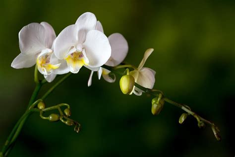 How to Get Orchids to Bloom and Rebloom
