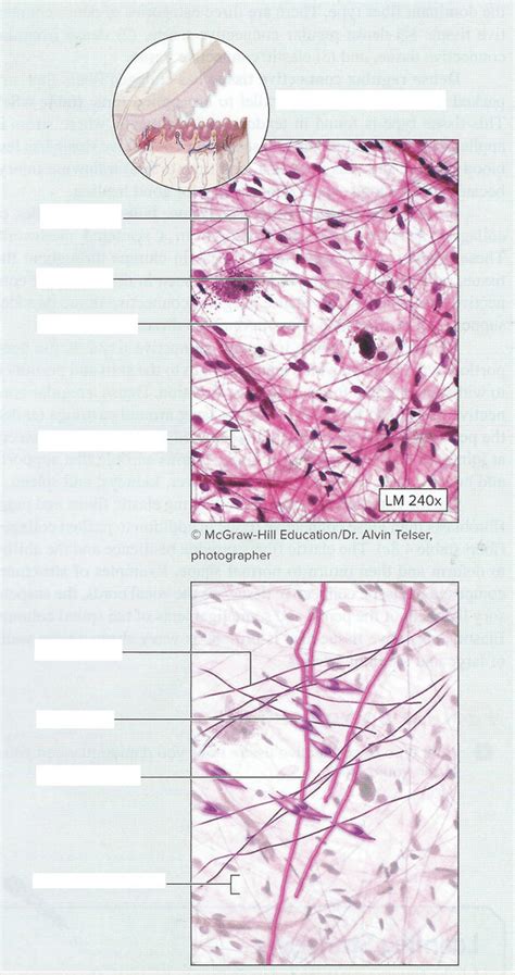 A2 Areolar Connective Tissue Diagram | Quizlet