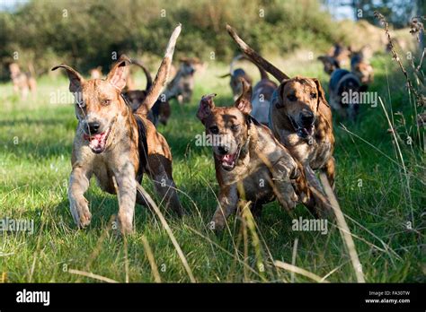 fox hounds hunting lamerton hunt Stock Photo - Alamy