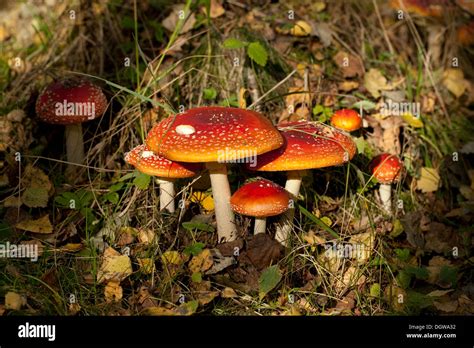 not edible mushrooms (Amanita muscaria) in forest Stock Photo - Alamy