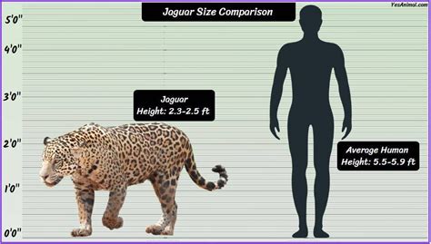 Jaguar Size: How Big Are They Compared To Others?