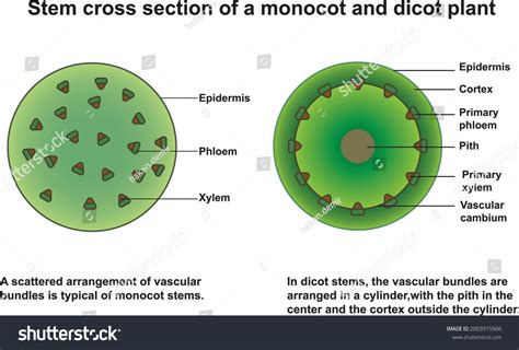 Stem cross section of monocot and dicot plant - Royalty Free Stock ...