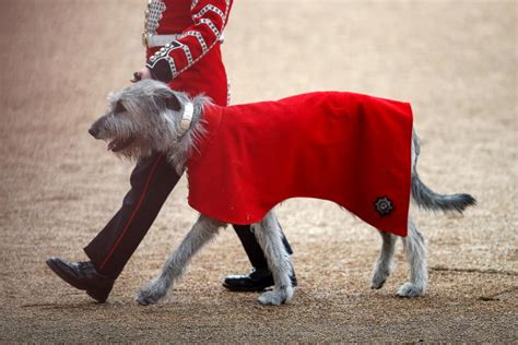 Platinum Jubilee: Seamus the dog steals the show as Irish Guards mascot