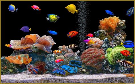 Fish Tank Wallpapers - Top Free Fish Tank Backgrounds - WallpaperAccess