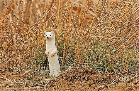 Long Tailed Weasel in Winter Photograph by Dennis Hammer | Fine Art America