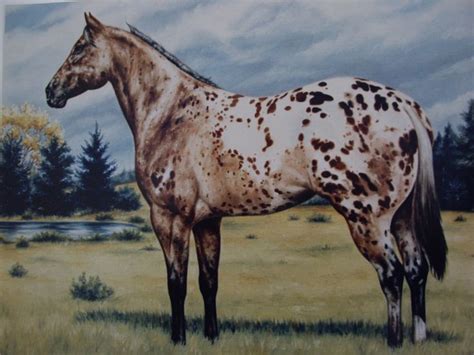 Appaloosa stallion portrait in oils. | Horse art, Art, Fine art