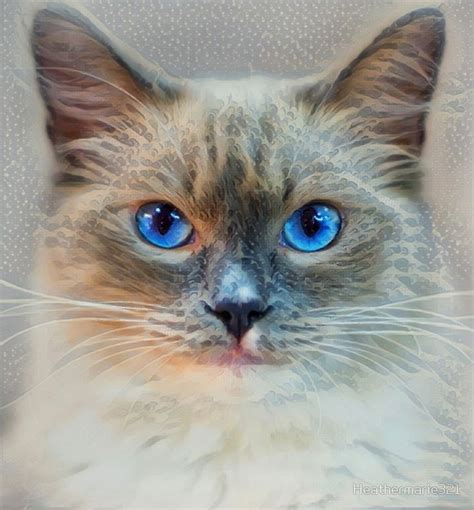 Siamese Cat-Blue Eyes Photographic Print by Heathermarie321 | Siamese ...