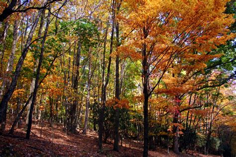 Colorful Fall Trees on Hiking Trail | Forest Foliage Autumn Fall Nature Pictures