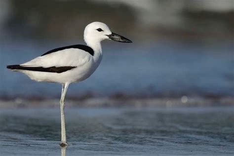 Crab plover - Alchetron, The Free Social Encyclopedia