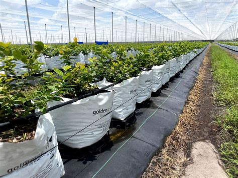 Blueberry growing in USA - Technology for growing