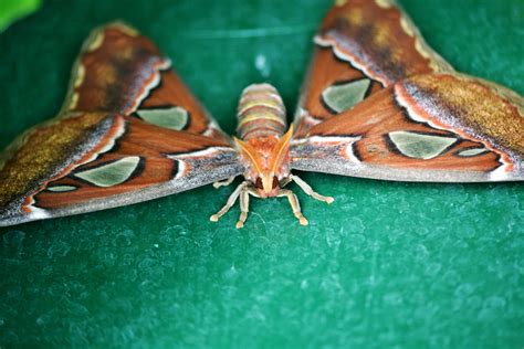 This guy is an Atlas Moth, of the world's largest moth species. He was lurking in the shadows at ...