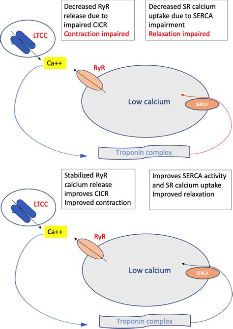 SERCA stimulation: A potential approach in therapeutics - Rahate - 2020 ...