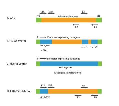 The Adenovirus System – Introduction | abm Inc.