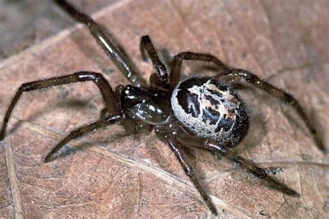 Identifying and Understanding The False Widow Spider UK