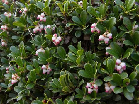 14 Small Evergreen Shrubs - Bushes for a Tiny Garden