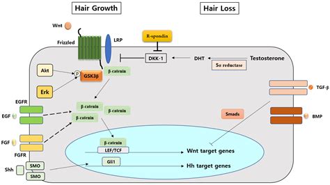 Life | Free Full-Text | The Molecular Mechanism of Natural Products Activating Wnt/β-Catenin ...