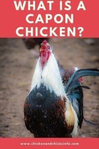 What Is a Capon Chicken? (How It's Different From Chicken) - Chicken ...