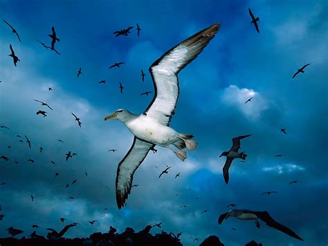 🔥 [80+] Birds Flying Wallpapers | WallpaperSafari