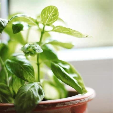 Basil: Herb of the Week · CommonWealth Holistic Herbalism