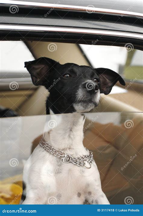 Dog in car window stock photo. Image of hound, muzzle - 3117418