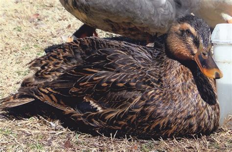 Rouen Ducks | Rouen duck, Rouen, Rouen ducklings