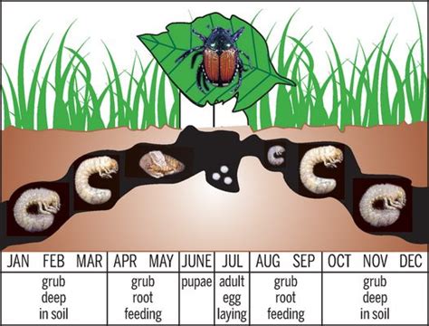 Garden with Betty Cahill: Japanese Beetle Spring Larvae Control