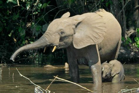 Waldelefant (Loxodonta cyclotis) - Schöpfung