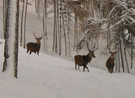 Deer in snow 10 - Highlands Self Catering