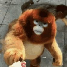 Honeycardi Monkey Eating GIF - Honeycardi Monkey Eating Monkey - Descubrir y compartir GIFs