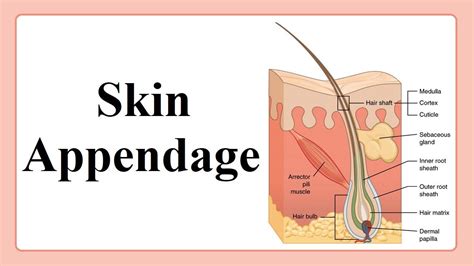 skin appendage - YouTube