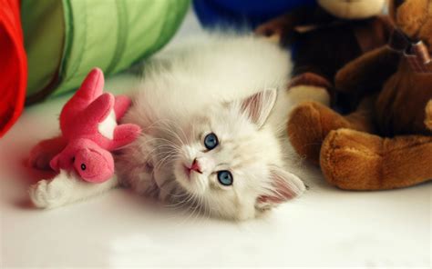 Cute Kitten Desktop Wallpaper (60+ images)