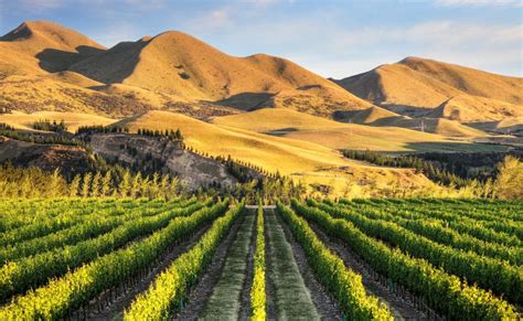 Wineries You Must Visit in New Zealand’s Canterbury Region | Travel Insider