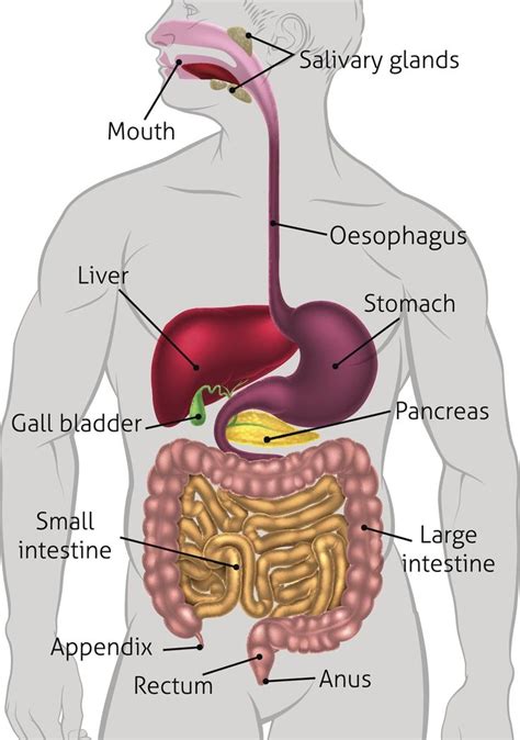 Human Digestive System Tract | Human digestive system, Digestive system function, Digestive ...