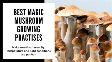 Magic mushroom growing kit - everything you need to know about grow ...