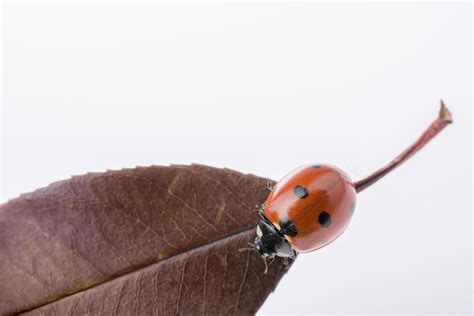 Beautiful red ladybug walking on a dry leaf 14816659 Stock Photo at ...