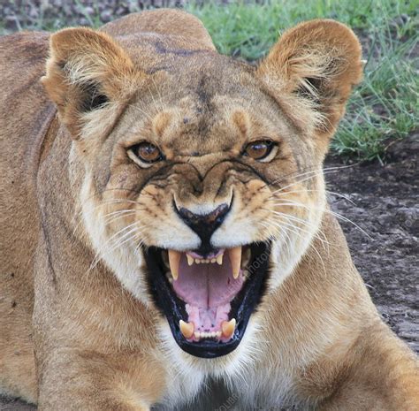 Roaring female African lion - Stock Image - C052/3672 - Science Photo ...