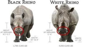 Endangered Species Northern White Rhinoceros - Ecology