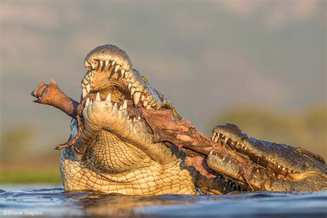 HERE BE DRAGONS - The Nile crocodile - Africa Geographic