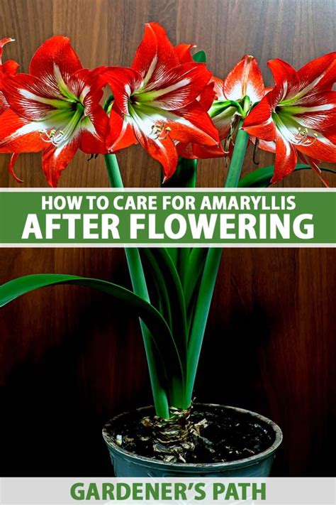 How to Care for Amaryllis After Flowering | Gardener’s Path