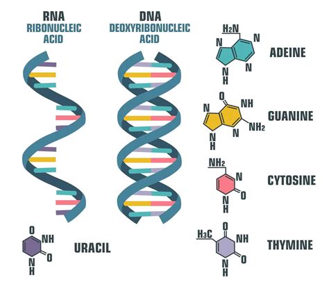 What is Biomolecules - Definition of Biomolecules, Notes, Examples, Books