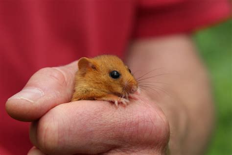 Hazel Dormouse - Arnside Silverdale AONB : Arnside Silverdale AONB