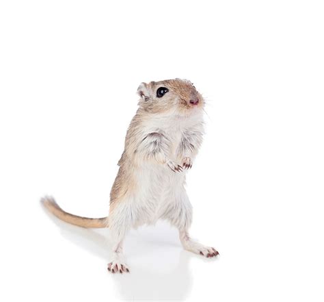 Leave a comment | Gerbil Habitat | About Gerbils | Gerbils | Guide ...