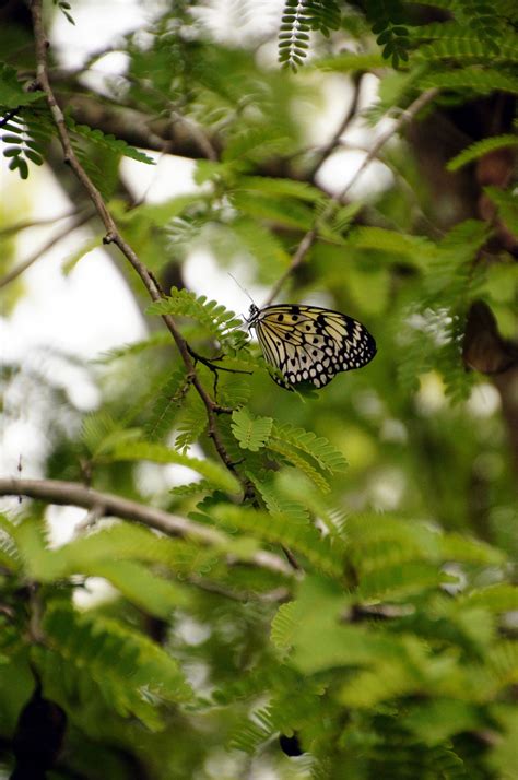 Butterflies at Fairchild Tropical Botanical Gardens : Miami | Visions ...