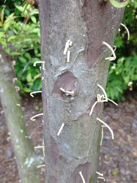 Beetles attacking stressed trees in the landscape (Garden Talk) - al.com