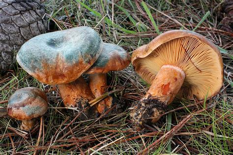 California Fungi: Lactarius deliciosus