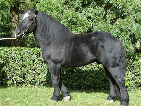 Percheron Draft Horse Info, Origin, History, Pictures