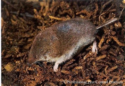 American Pygmy Shrew | Tennessee Wildlife Resources Agency