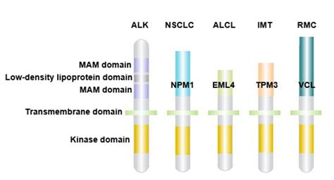 What Are the Effects of Abnormalities in the ALK Gene-CUSABIO